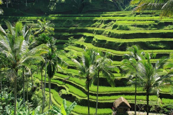 rice terraces bali indonesia nonstoptravellers travelling