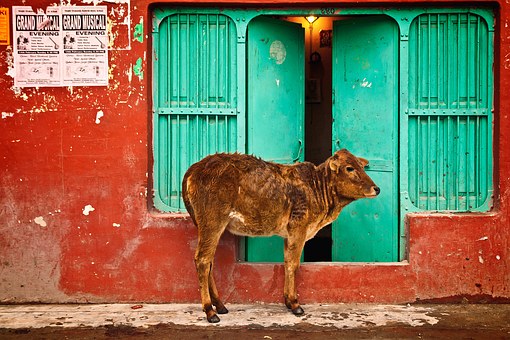 india holy cow