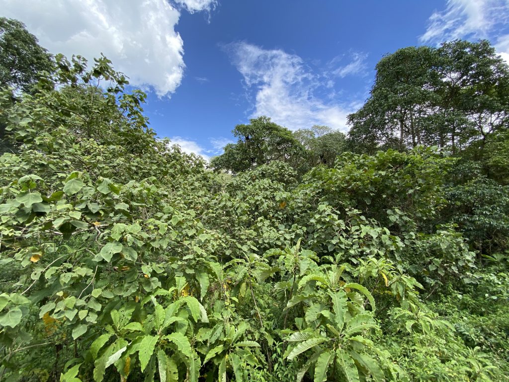 Arusha park jungle