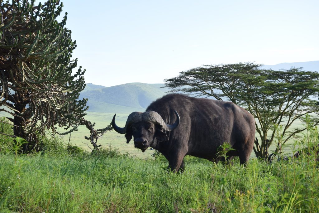 Finding Buffalo at Safari Tanzania