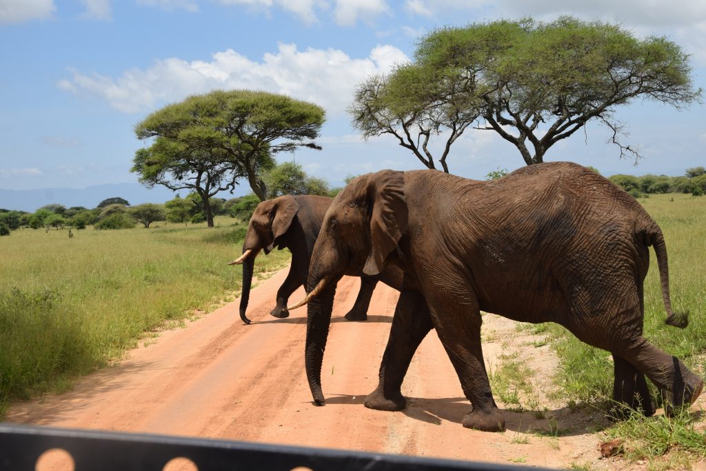 Elephants at Tarangire national park