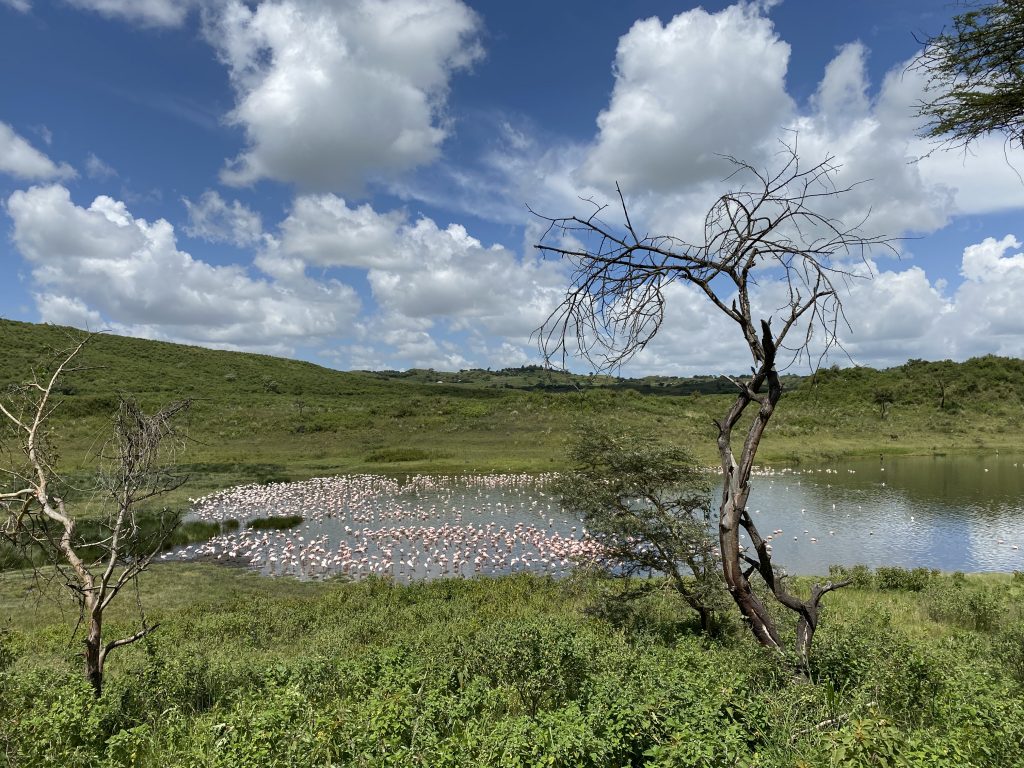 Best lake to see Flamingo Tanzania