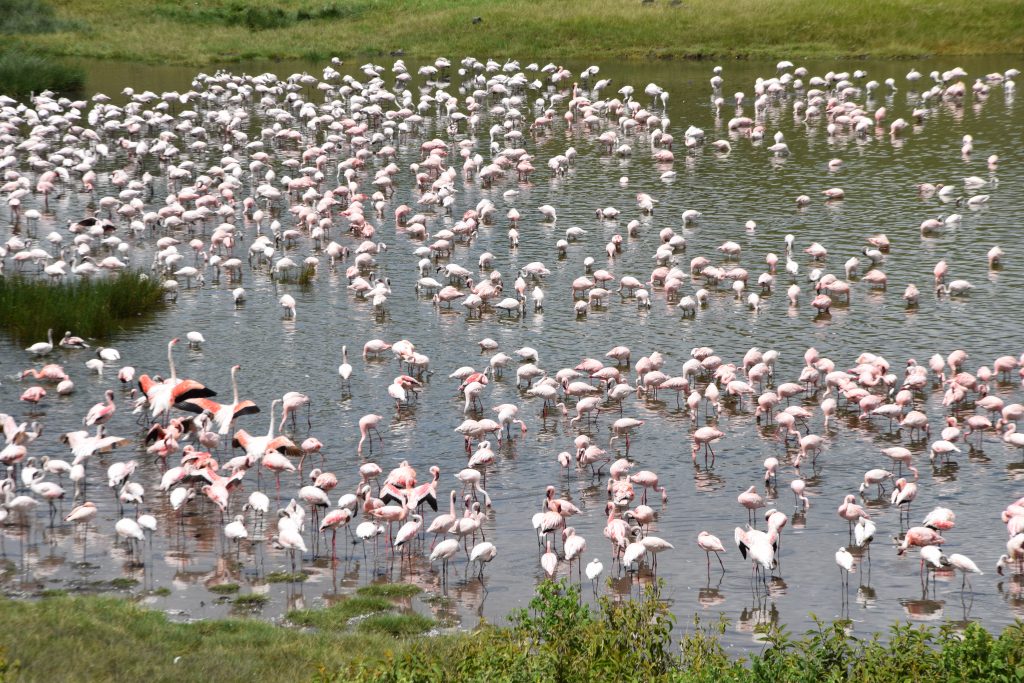 Flamingo Natron lake