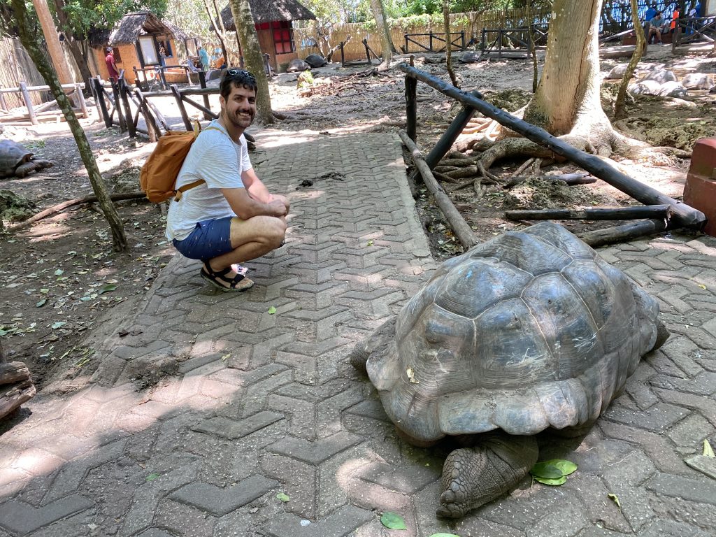 Giant turtle in Prison Island