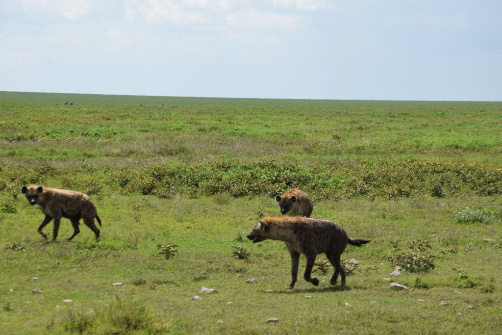 Hyena Serengeti predators