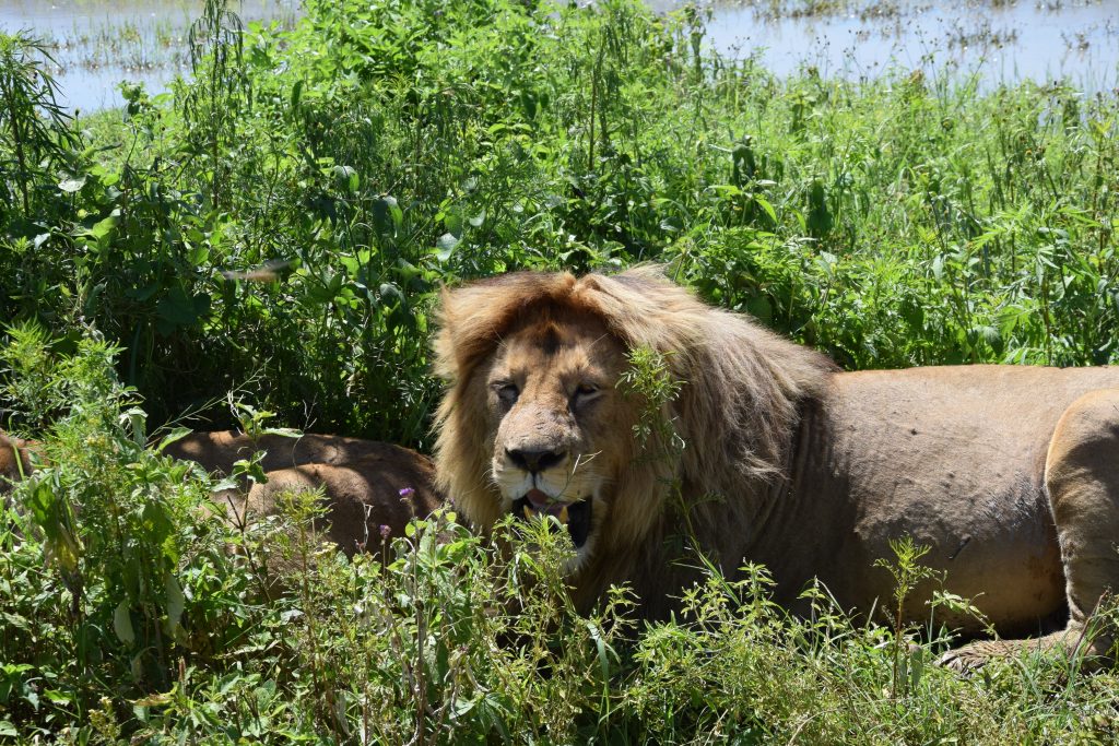 Lion's King at Ngorongoro crater