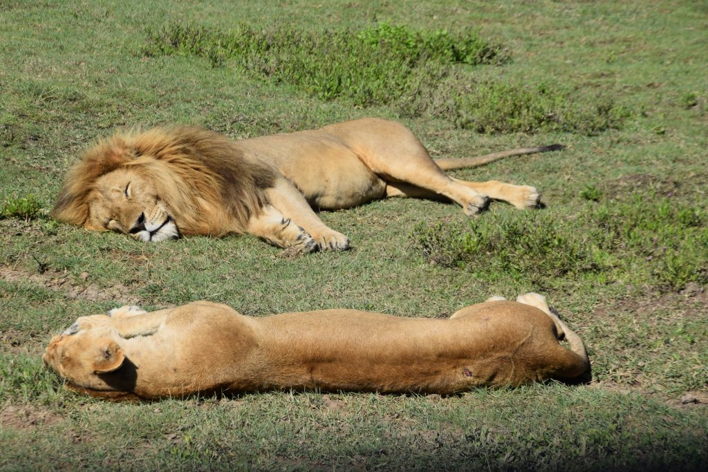 Big five animals, Lions at Ngorongoro conservation area