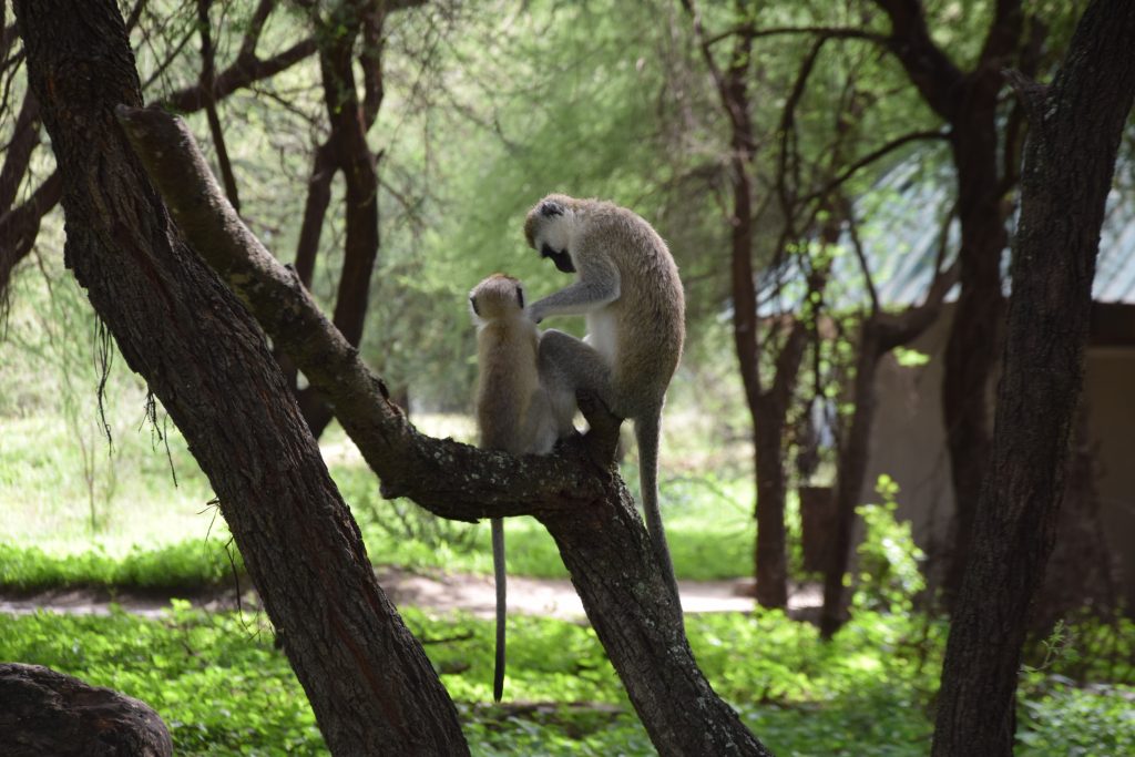 Monkeys Arusha national park
