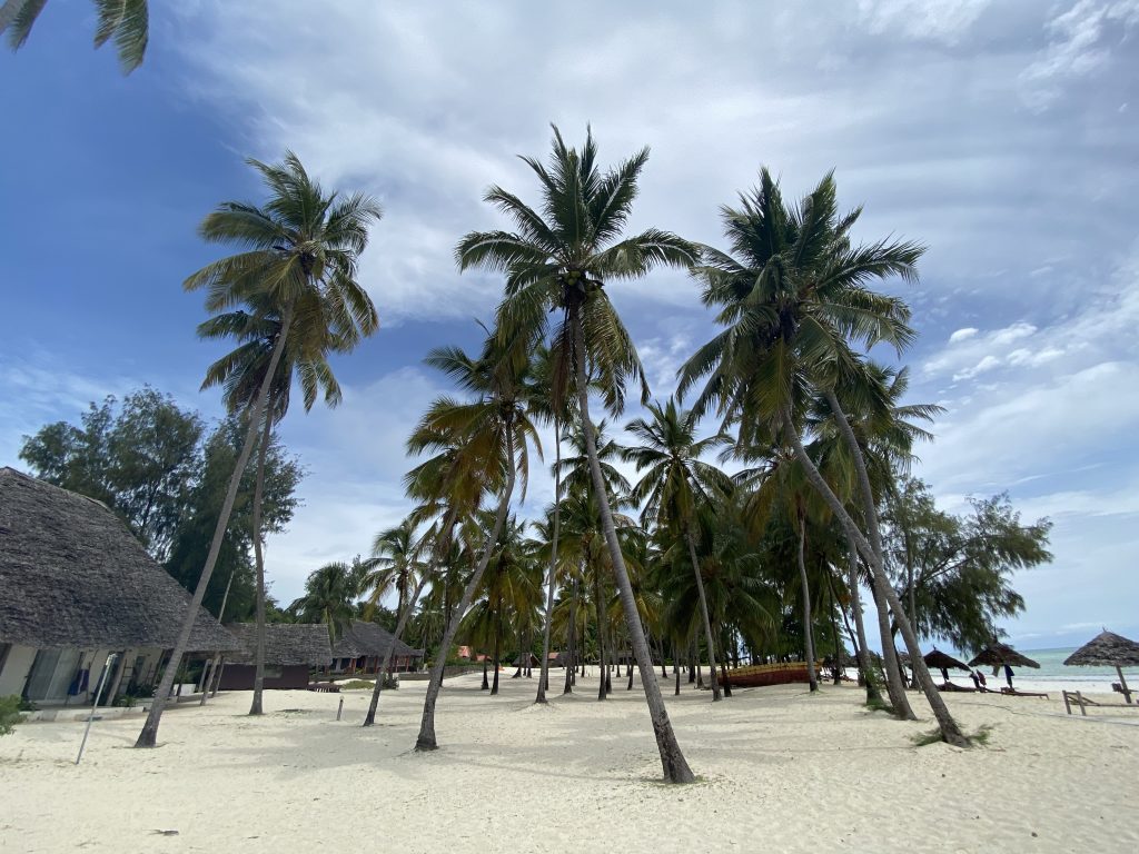 Palm trees Zanzibar beach