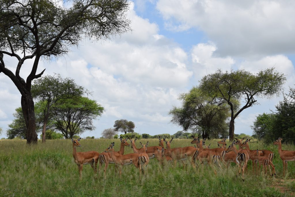 Safari antelope migration