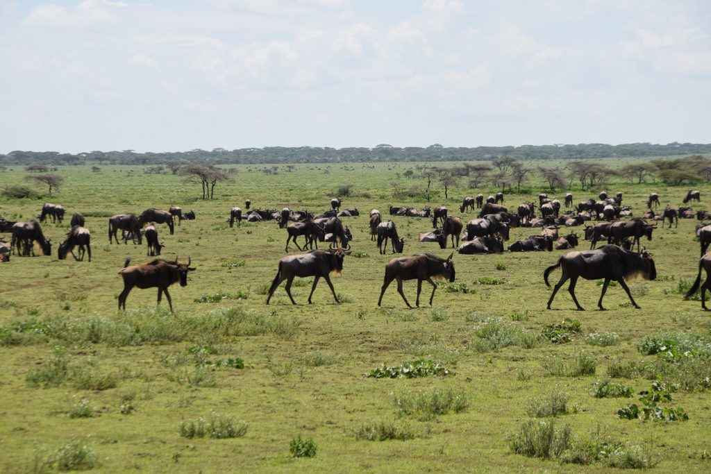 Serengeti gnou migration
