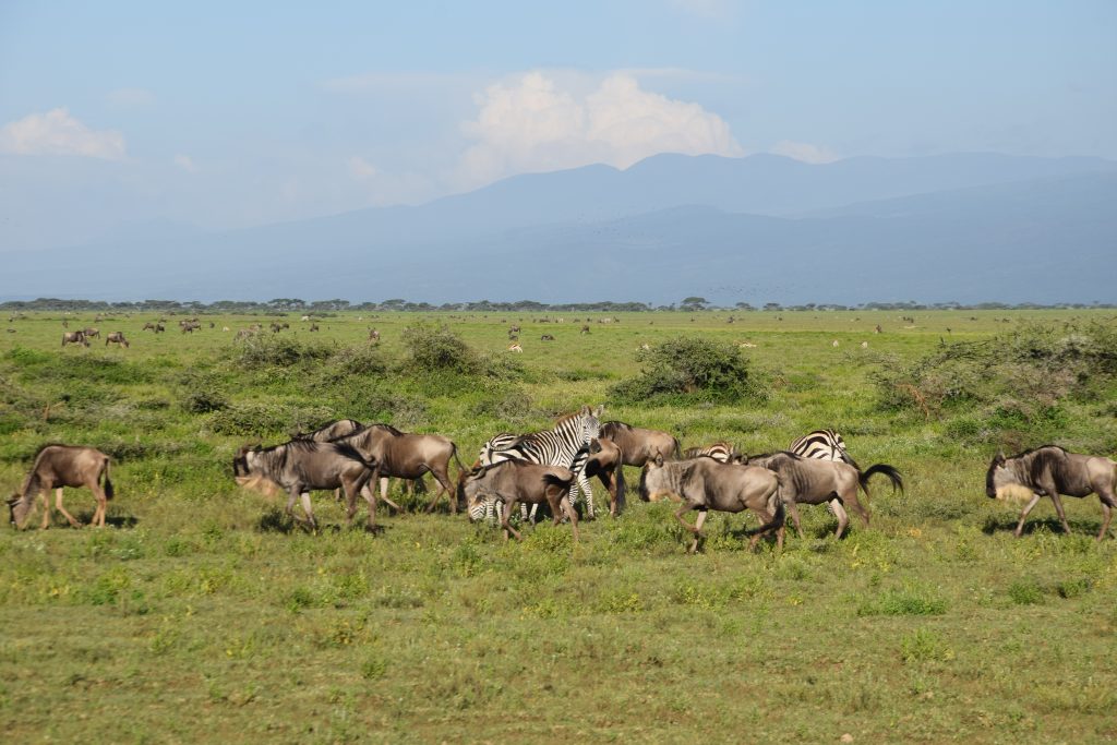 Serengeti gnou
