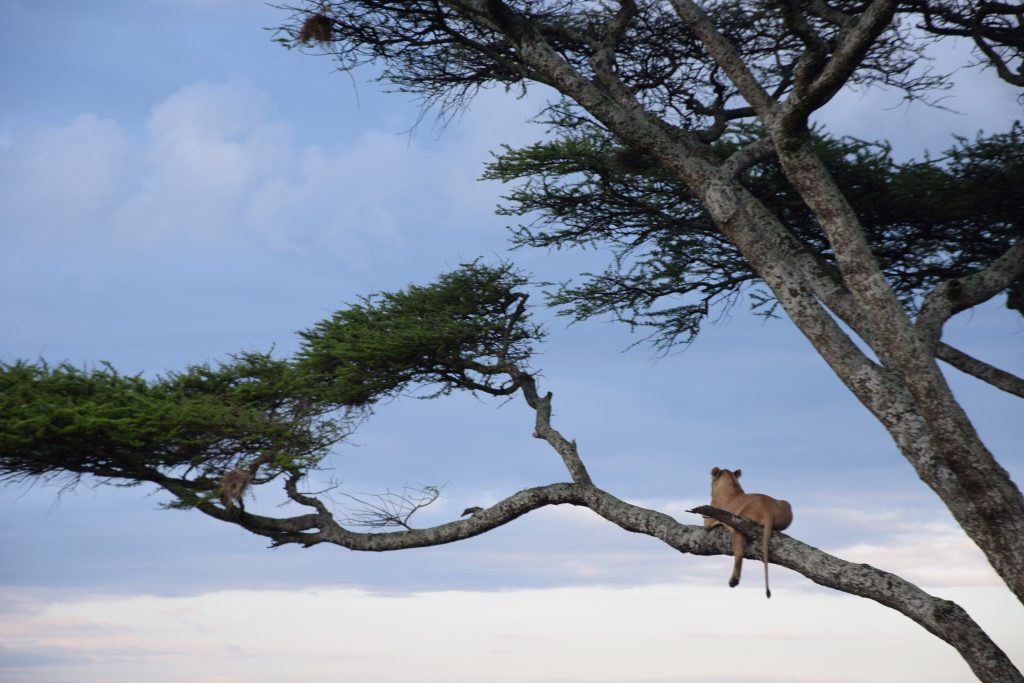 Lion on a tree Serengeti