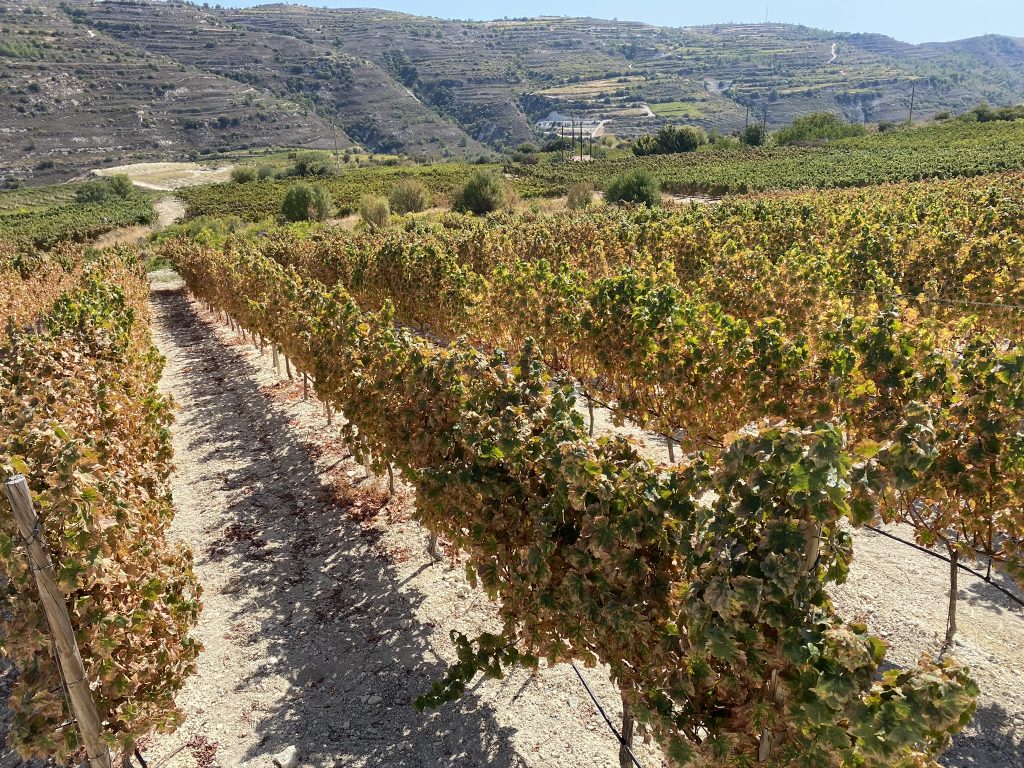 wine routes cyprus